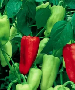 Sweet Pepperoncini Pepper Seeds - Heirloom Non-GMO Fruit Seeds - Fresh Garden (30+ Seeds) - Image 1