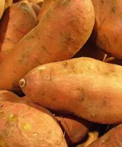 Sweet Potato Seeds for Planting - USDA Certified - 113g - Indoor/Outdoor - Image 1