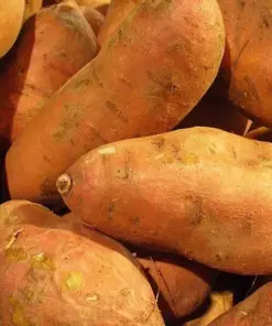 Sweet Potato Seeds - USDA Certified For Planting - 113g - Annual - Edible - Image 1