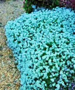 Teal Alyssum Seeds - Carpet Flower Sweet Flowers - Easy Grow Perennial - Bulk Pack - Image 2