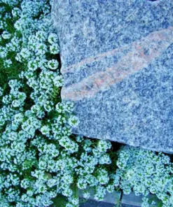 Teal Alyssum Seeds - Carpet Flower Sweet Flowers - Easy Grow Perennial - Bulk Pack - Image 3