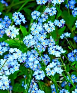 Teal Alyssum Seeds - Carpet Flower Sweet Flowers - Easy Grow Perennial - Bulk Pack - Image 4