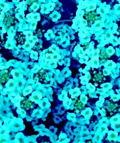 Teal Alyssum Seeds - Carpet Flower Sweet Flowers - Easy Grow Perennial - Bulk Pack - Image 1