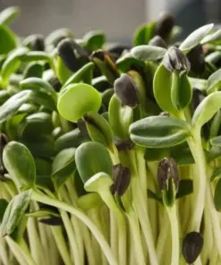 Teddy Bear Sunflower Seeds - Rare Yellow & Purple - 50 Pcs - Outdoor - Image 3