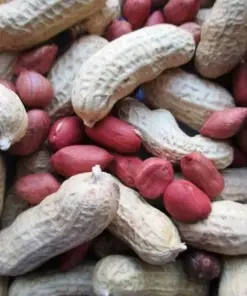 Tennessee Red Valencia Peanut Seeds - Heirloom, Non-GMO, 25 Seeds, Outdoor Vegetable - Image 1