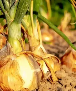 Texas Early Grano Onion Seeds - Allium cepa - Short Day Vegetable Seeds - 200+ Seeds - Outdoor Garden - Image 1