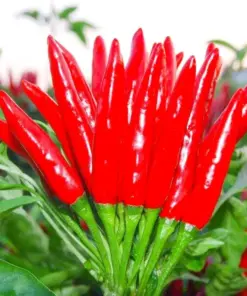 Thai Hot Pepper Bird Chili Seeds - Capsicum frutescens - 50+ Non-GMO Seeds - Fast Growing - Image 1