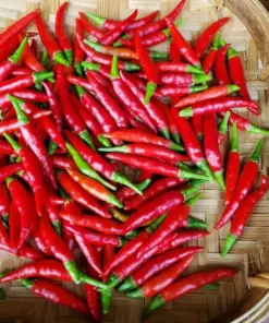 Thai Red Chili Pepper Seeds - Non-GMO Heirloom Piri Piri Hot Pepper Seeds - Full Sun - Indoor/Outdoor - Image 1