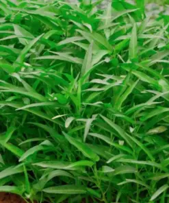 Thai Water Spinach Seeds - Ong Choy Kangkong Kong Xin Cai - 50+ Vegetable Seeds - Indoor & Outdoor - Image 2