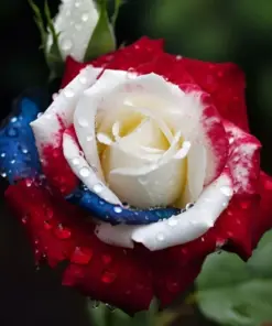 Three-Color Rose Seeds - USA Patriot Rose Seeds - 20 Pcs - Outdoor Garden - Image 1