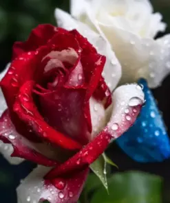 Three-Color Rose Seeds - USA Patriot Rose Seeds - 20 Pcs - Outdoor Garden - Image 2