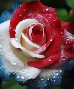 Three-Color Rose Seeds - USA Patriot Rose Seeds - 20 Pcs - Outdoor Garden - Image 3