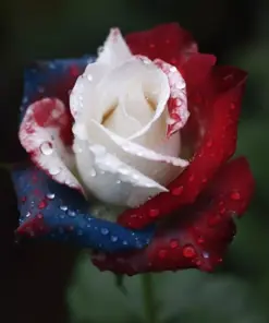 Three-Color Rose Seeds - USA Patriot Rose Seeds - 20 Pcs - Outdoor Garden - Image 4