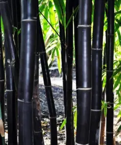 Timor Black Bamboo Seeds - Exotic Clumping Privacy Screen - 50 Seeds - Indoor/Outdoor - Image 2