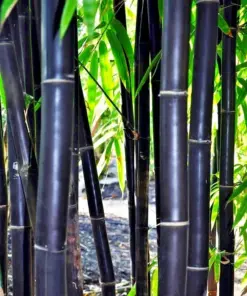 Timor Black Bamboo Seeds - Exotic Clumping Privacy Screen - 50 Seeds - Indoor/Outdoor - Image 1