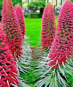 Tower of Jewels Seeds (Echium Wildpretii) - 20 Count - Hummingbird Garden Flower Seeds - Perennial, Full Sun, Draught Resistant - Image 2