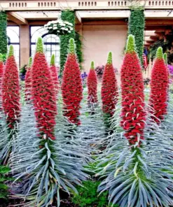 Tower of Jewels Seeds (Echium Wildpretii) - 20 Count - Hummingbird Garden Flower Seeds - Perennial, Full Sun, Draught Resistant - Image 1