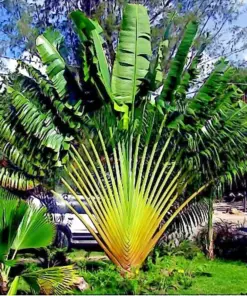 Traveler's Palm Tree Seeds (Ravenala madagascariensis) - 5 Seeds - Indoor/Outdoor - Easy Grow Tropical Plant - Image 2