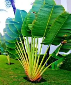 Traveler's Palm Tree Seeds (Ravenala madagascariensis) - 5 Seeds - Indoor/Outdoor - Easy Grow Tropical Plant - Image 3