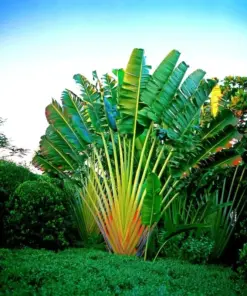 Traveler's Palm Tree Seeds (Ravenala madagascariensis) - 5 Seeds - Indoor/Outdoor - Easy Grow Tropical Plant - Image 1