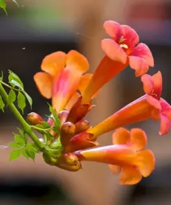 Trumpet Creeper Vine Seeds - Perennial Flowering Vine - 100+ Seeds - Outdoor - Image 2