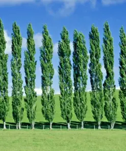 Tulip Poplar Tree Cuttings - Liriodendron tulipifera - Flowering Yellow - 7 Cuttings - Deciduous Shade Tree - Image 4