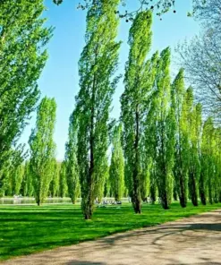 Tulip Poplar Tree Cuttings - Liriodendron tulipifera - Flowering Yellow - 7 Cuttings - Deciduous Shade Tree - Image 1