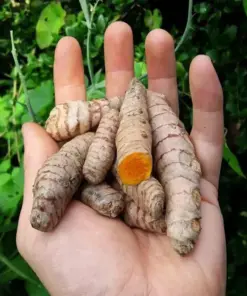 Turmeric Root Plants - Curcuma longa Live Rhizomes - 5 Count - Ready for Planting - Image 2