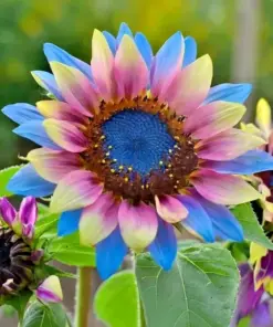 Twin-Blossom Blue & Pink Sunflower Seeds - Rare Heirloom Variety - 50 Count - Outdoor - Image 2