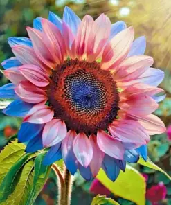 Twin-Blossom Blue & Pink Sunflower Seeds - Rare Heirloom Variety - 50 Count - Outdoor - Image 3