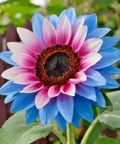 Twin-Blossom Blue & Pink Sunflower Seeds - Rare Heirloom Variety - 50 Count - Outdoor - Image 4