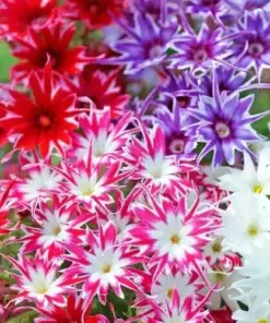 Twinkle Mix Phlox Flower Seeds - Annual Garden Blooms - Pink, Purple, Red, White - 50+ Seeds - Image 8