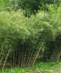 Umbrella Bamboo Seeds - Privacy Garden Clumping Exotic Shade Screen - 50 Count - Indoor/Outdoor - Image 1