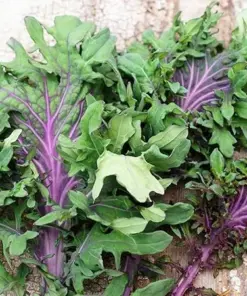 Ursa Kale Seeds - Nutrient-Packed Magenta Stem Kale - Vegetable Seeds - 100+ Seeds - Indoor/Outdoor - Image 1