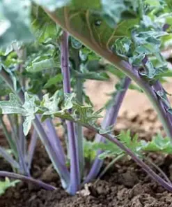 Ursa Kale Seeds - Nutrient-Packed Magenta Stem Kale - Vegetable Seeds - 100+ Seeds - Indoor/Outdoor - Image 3