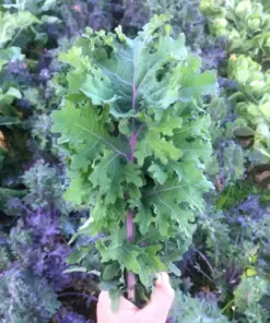 Ursa Kale Seeds - Nutrient-Packed Magenta Stem Kale - Vegetable Seeds - 100+ Seeds - Indoor/Outdoor - Image 4