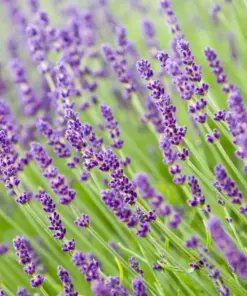 Vera English Lavender Seeds - Non-GMO Perennial Herb Plant Seeds - 200+ Count - Zones 5-12 - Image 2