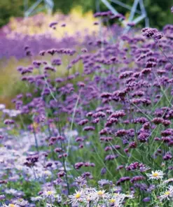 Verbena Bonariensis Seeds - Purpletop Vervain Tender Perennial - 500 Seeds - Outdoor - Image 2
