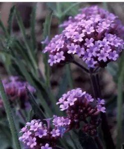 Verbena Bonariensis Seeds - Purpletop Vervain Tender Perennial - 500 Seeds - Outdoor - Image 3
