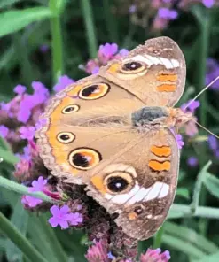 Verbena Bonariensis Seeds - Purpletop Vervain Tender Perennial - 500 Seeds - Outdoor - Image 4