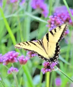 Verbena Bonariensis Seeds - Purpletop Vervain Tender Perennial - 500 Seeds - Outdoor - Image 1