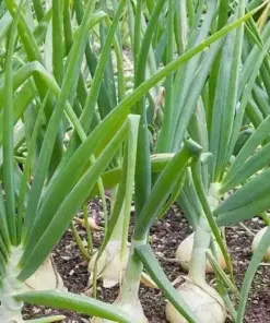 Vidalia Sweet Onion Seeds - 500 Count Non-GMO Heirloom Vegetable Seeds - Image 1