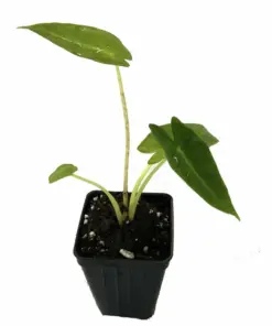 Vietnamese Taro Plant - Bac Ha Doc Mung Thai Elephant Ear - Live Plant - 8 inch - Indoor/Outdoor - Image 2