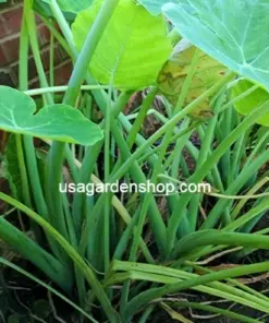 Vietnamese Taro Plant - Bac Ha Doc Mung Thai Elephant Ear - Live Plant - 8 inch - Indoor/Outdoor - Image 3
