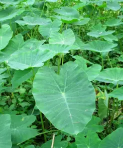 Vietnamese Taro Plant - Bac Ha Doc Mung Thai Elephant Ear - Live Plant - 8 inch - Indoor/Outdoor - Image 1