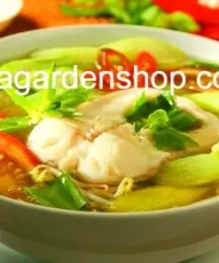 Vietnamese Taro Plant - Bac Ha Doc Mung Thai Elephant Ear - Live Plant - 8 inch - Indoor/Outdoor - Image 4