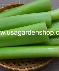 Vietnamese Taro Plant - Bac Ha Doc Mung Thai Elephant Ear - Live Plant - 8 inch - Indoor/Outdoor - Image 5