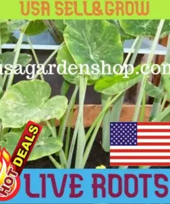 Vietnamese Taro Plant - Bac Ha Doc Mung Thai Elephant Ear - Live Plant - 8 inch - Indoor/Outdoor - Image 7