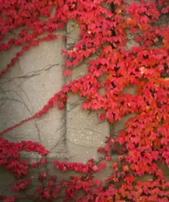 Virginia Creeper Plant - Live Rooted Cuttings - Hardy Perennial Vine - Wall Cover - Image 2