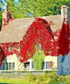 Virginia Creeper Plant - Live Rooted Cuttings - Hardy Perennial Vine - Wall Cover - Image 1